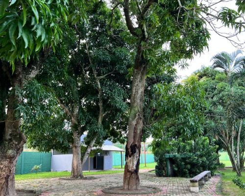 Guia de Tratamento em Queimados- RJ